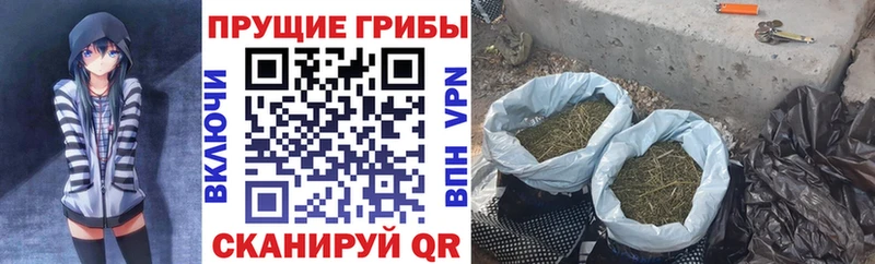 Псилоцибиновые грибы Psilocybe Пролетарск